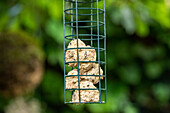 Garden decoration - Bird feeder station