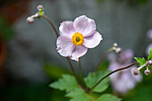 Anemone tomentosa