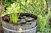 Garden Impression - Pond