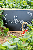 Strawberry field - table and strawberry basket