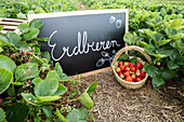 Field of strawberries - table and with strawberry basket