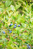 Vaccinium