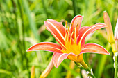 Hemerocallis fulva var. sempervirens