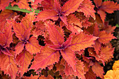 Coleus scutellarioides 'Color Blaze ® Wicked Hot'