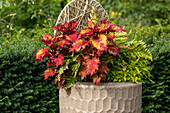 Summer garden - Potted plants