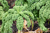 Brassica oleracea var. sabellica