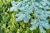 Frost protection - fir branches on evergreens