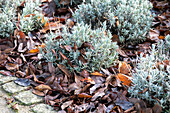 Foliage as frost protection