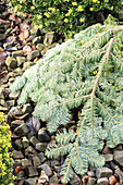 Frost protection - fir branches on evergreen plants