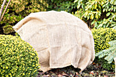 Frost protection - Jute bag on evergreen plants