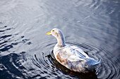 Ente im Wasser