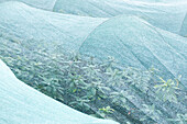 Frost protection - plant protection tunnel