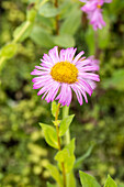 Erigeron speciosus 'Rosa Juwel' (Pink Jewel)