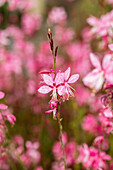 Gaura lindheimeri 'Sunset Dreams'