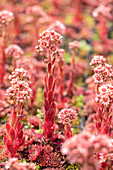 Sempervivum 'Rogin'