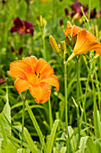 Hemerocallis Pardon Me