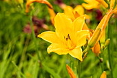 Hemerocallis 'Lucretius'