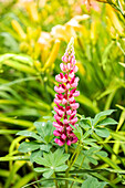 Lupinus polyphyllus, red
