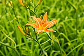 Hemerocallis fulva