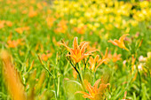 Hemerocallis fulva