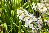 Hydrangea quercifolia Ruby Slippers