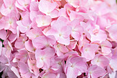 Hydrangea macrophylla 'Bouquet Rose'