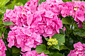 Hydrangea macrophylla 'Bela'(s), rosa