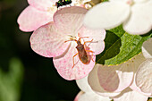 Beetle on flower