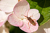 Beetle on flower