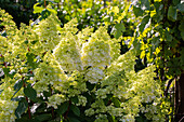 Hydrangea paniculata