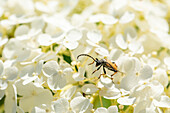 Beetle on flower