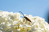 Beetle on flower