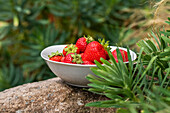 Strawberries in a bowl