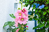 Alcea rosea, rosa