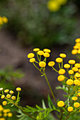 Tanacetum vulgare