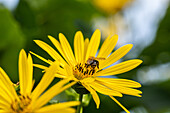 Silphium perfoliatum