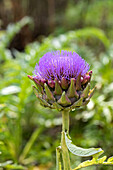 Cynara cardunculus