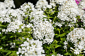 Phlox paniculata, white