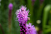 Liatris spicata, pink