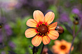 Dahlia single flowering, apricot