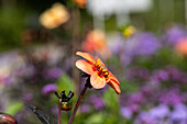 Dahlia Single flowering, apricot