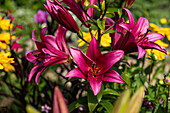 Lilium, pink