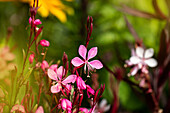 Gaura lindheimeri, red