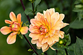 Dahlia Dahlinova Hypnotica® 'Orange' Dahlia