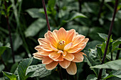 Dahlia Decorative, orange