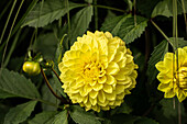 Dahlia Decorative, yellow