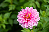 Dahlia Seerose, rosa