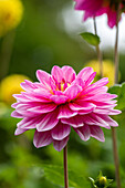 Dahlia Water lily, pink