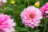 Dahlia Water-lily, pink