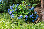 Hydrangea macrophylla 'Belle Seduction'®